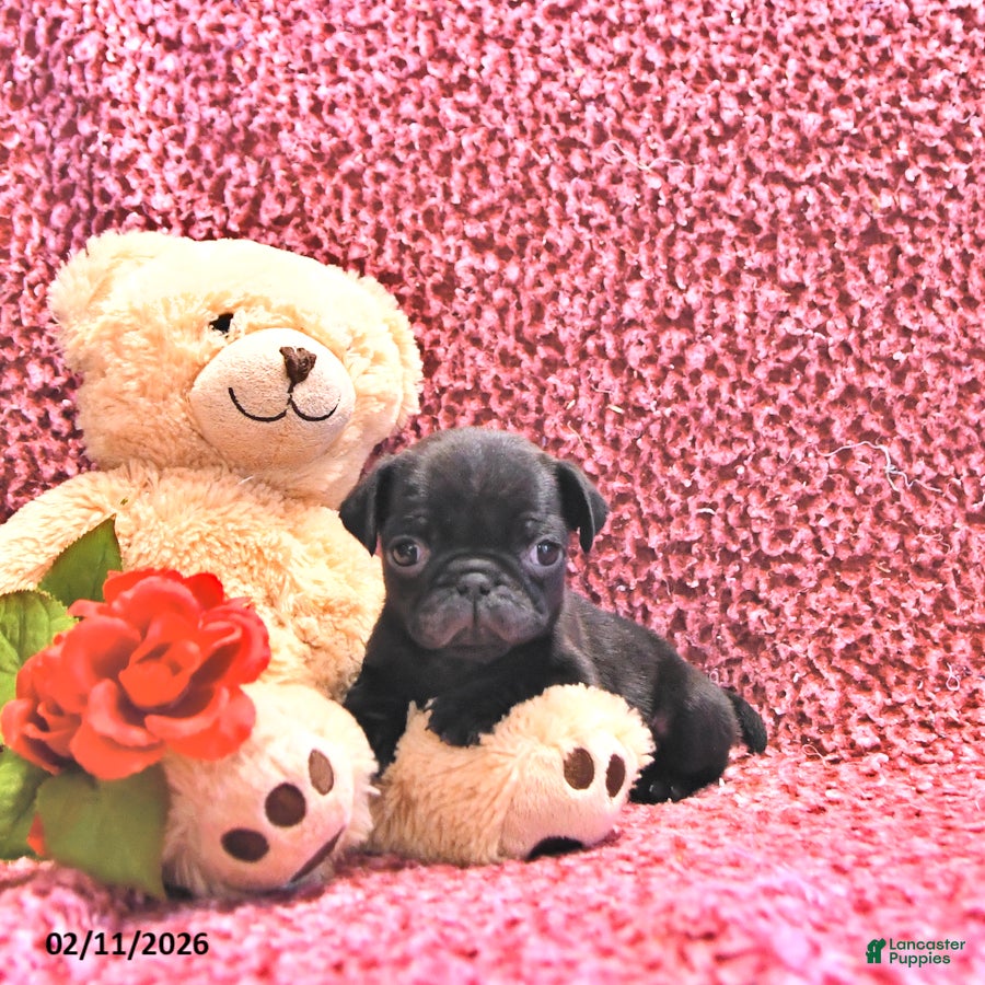 Mixed Breed dogs Hershey - Ad 38