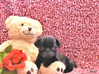 Mixed Breed dogs Hershey - Ad 38