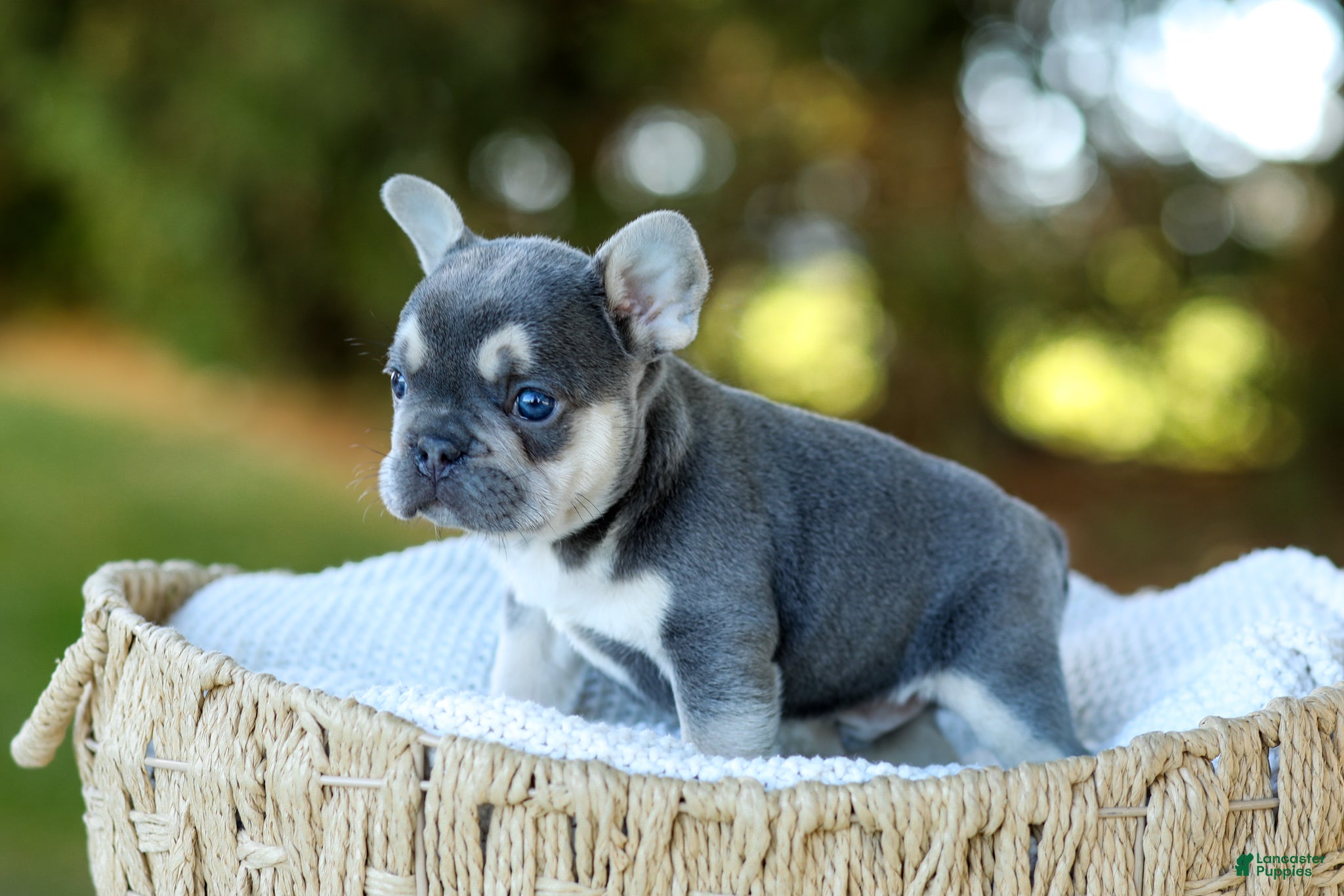 French Bulldog dogs for sale: Denver - Blue & Tan - Ad 2
