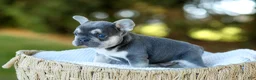 French Bulldog dogs for sale: Denver - Blue & Tan - Ad 2