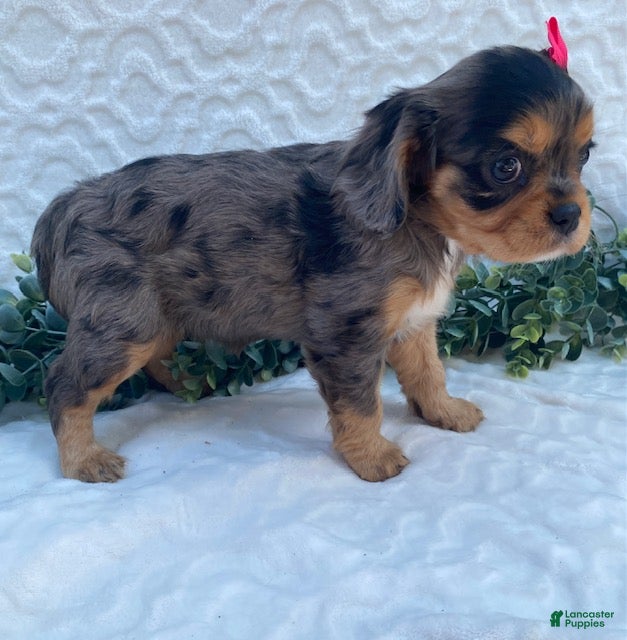 Cavalier King Charles Spaniel dogs Gloria- genetic clear - Ad 2