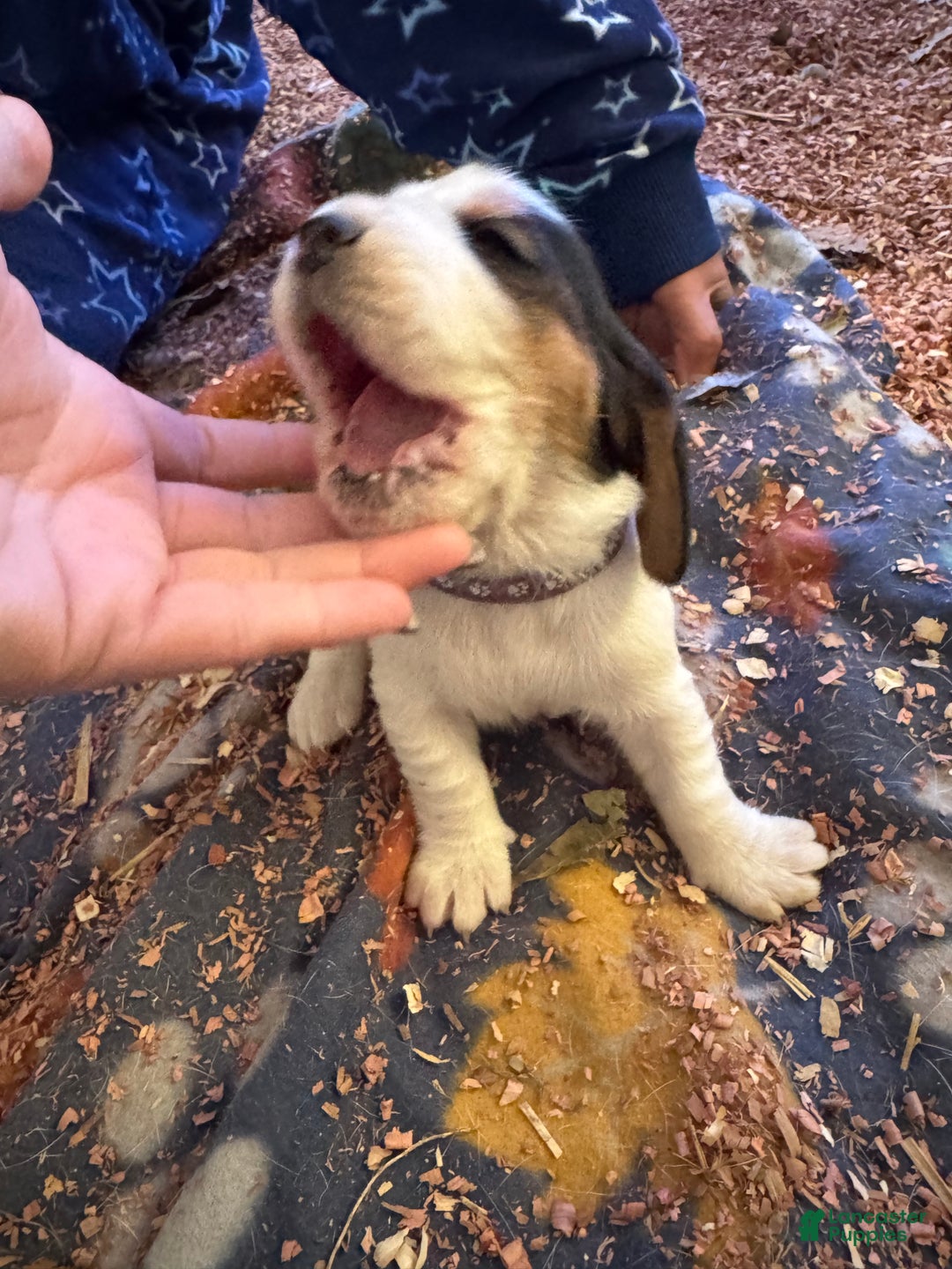 Basset Hound dogs for sale: Basset Hound Puppy 3 - Ad 3