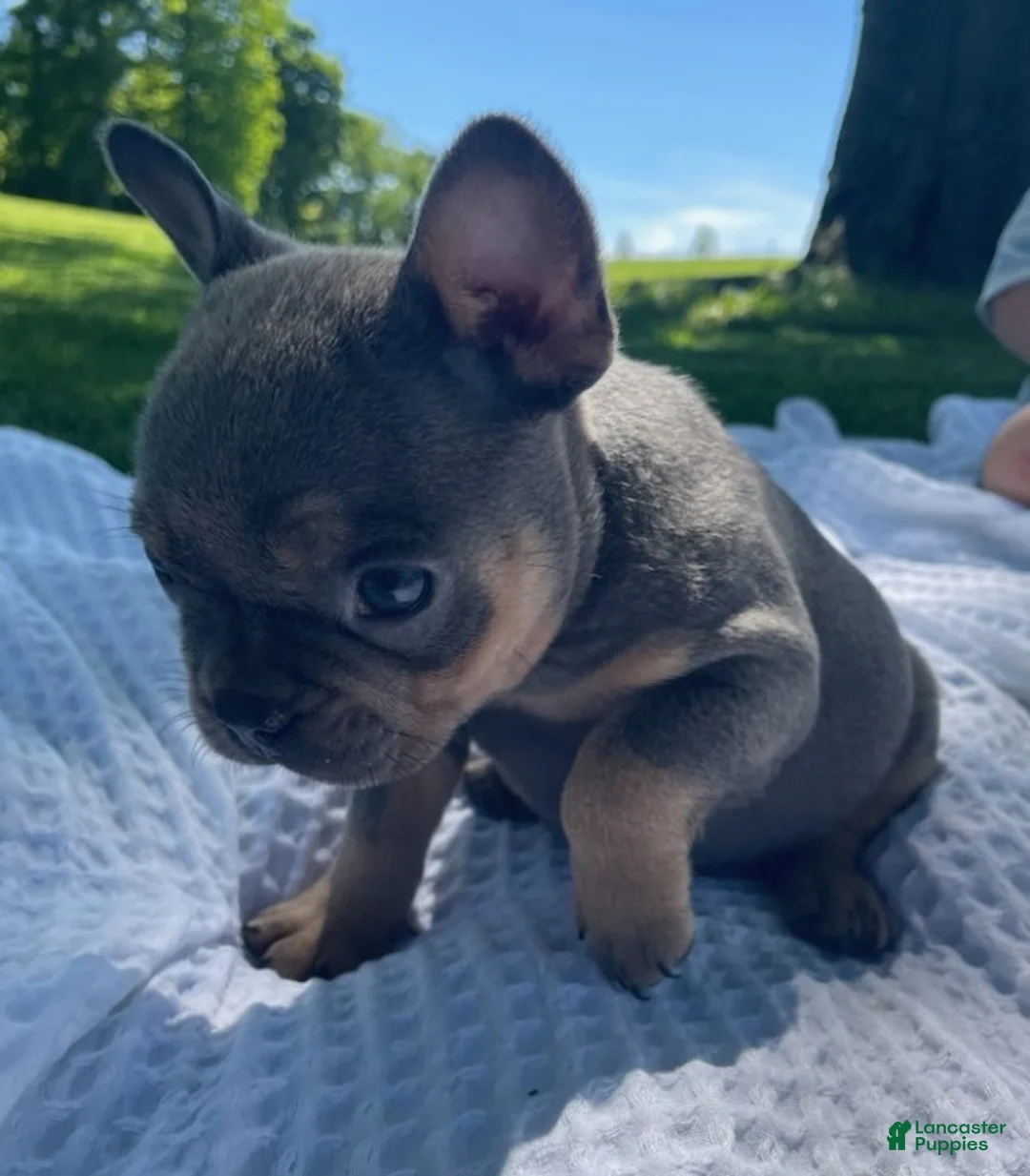 French Bulldog dogs for sale: Timon - Ad 2