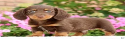Miniature Dachshund dogs for sale: Dewey - Ad 4