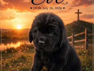 Newfoundland dogs Eve - Ad 18