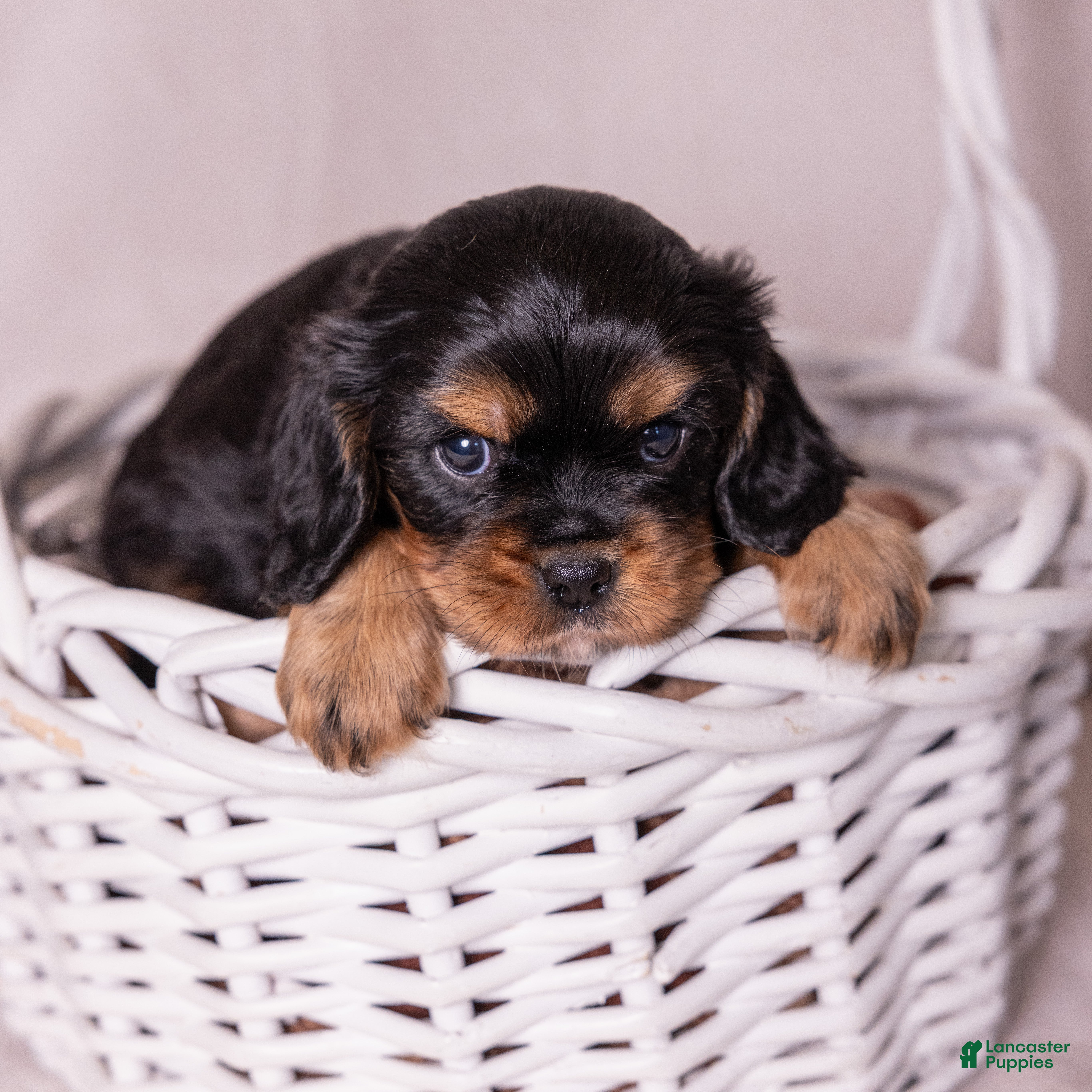 Cavalier King Charles Spaniel dogs Bravo  - Ad 2