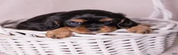 Cavalier King Charles Spaniel dogs for sale: Bravo  - Ad 2