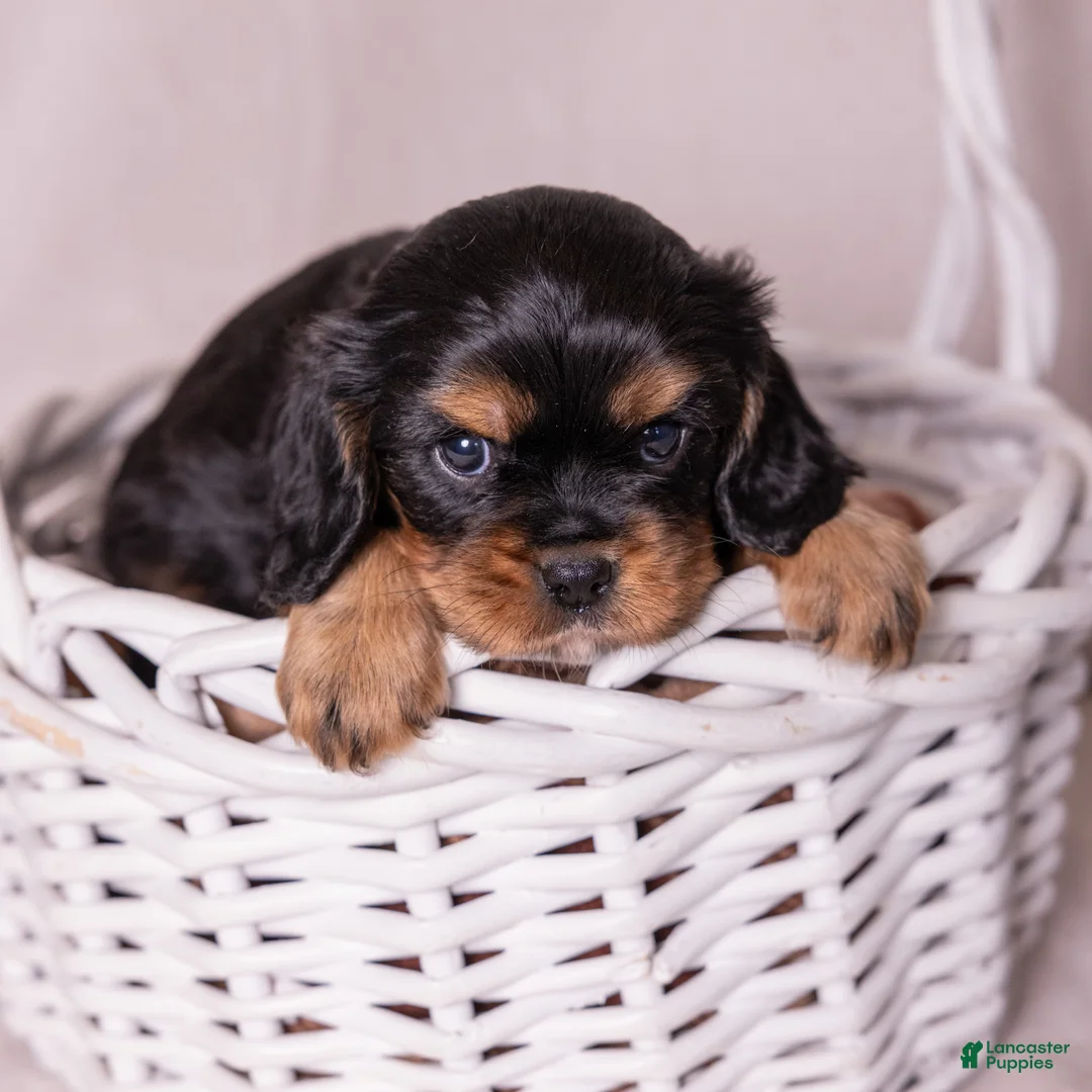 Cavalier King Charles Spaniel dogs for sale: Bravo  - Ad 2
