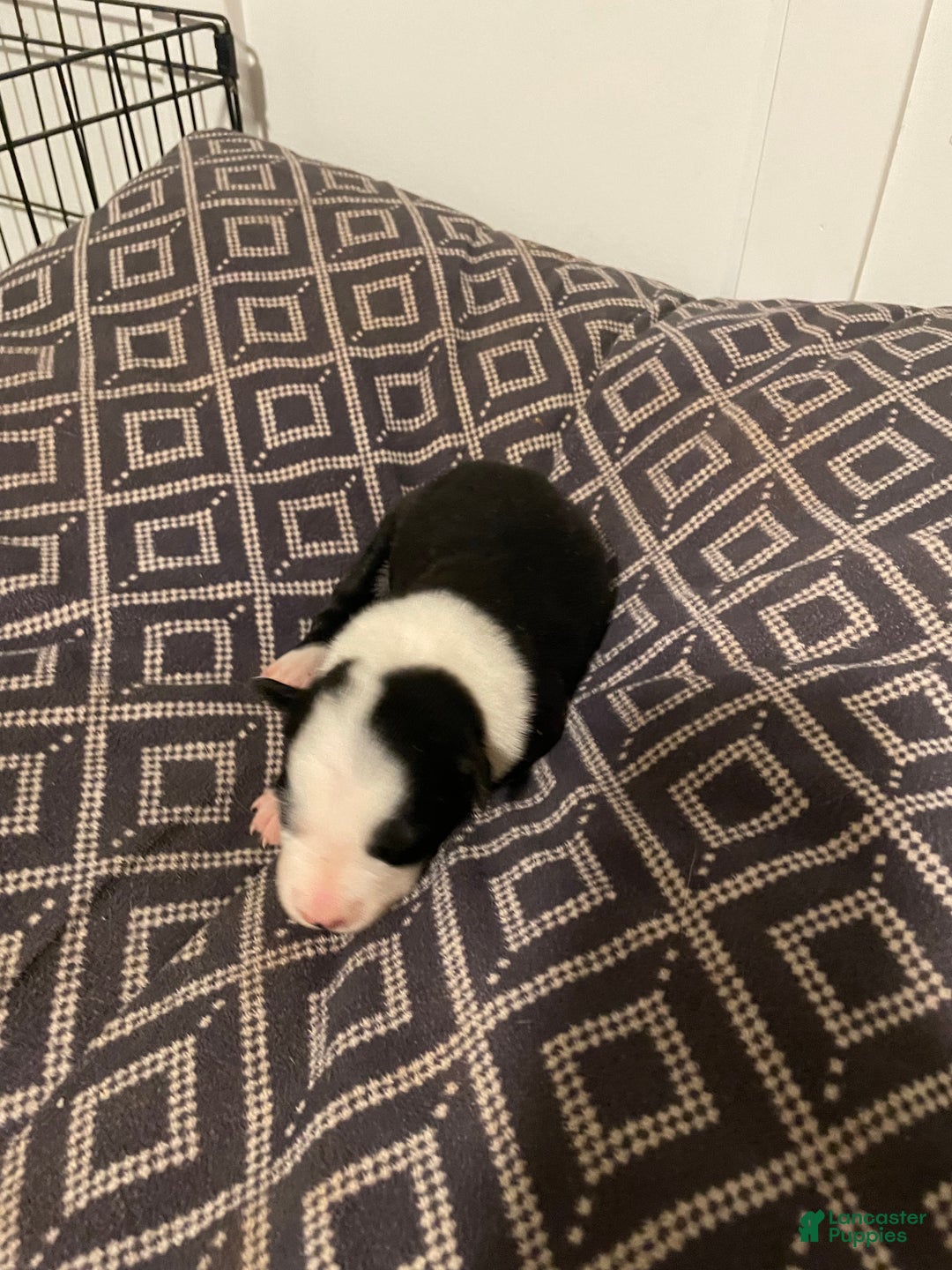 Border Collie dogs for sale: Mikey - Ad 1