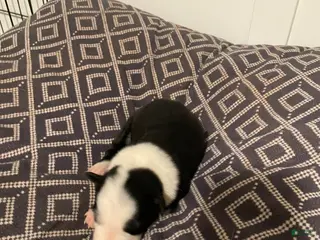 Border Collie dogs Mikey - Ad 19