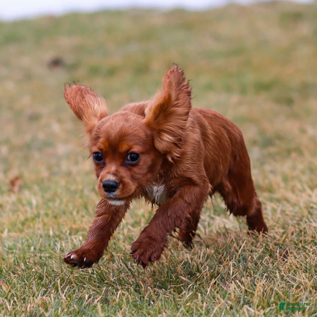 Cavalier King Charles Spaniel dogs for sale: Riley - Ad 2