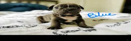 French Bulldog dogs for sale: Big Blue - Ad 1