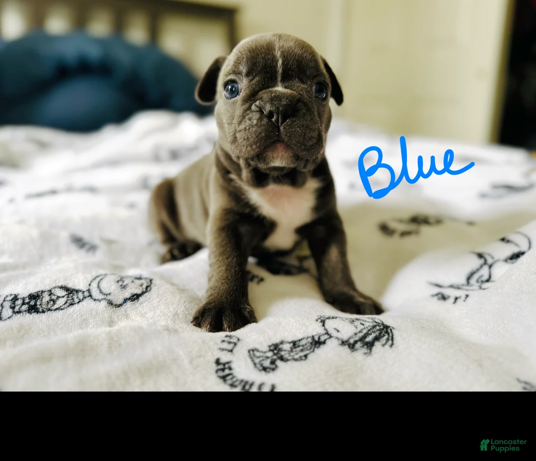 French Bulldog dogs for sale: Big Blue - Ad 1