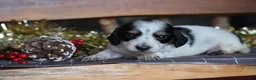 Dachshund dogs for sale: Snowflake - Ad 4