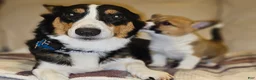 Mixed Breed dogs for sale: Athena - Ad 24