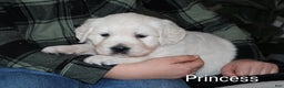 Golden Retriever dogs for sale: Princess - Ad 1