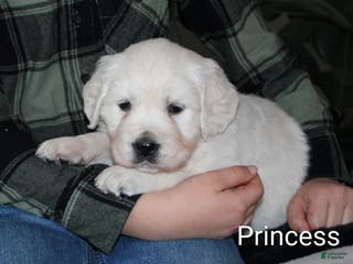 Golden Retriever dogs Princess - Ad 37