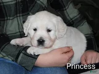 Golden Retriever dogs Princess - Ad 40