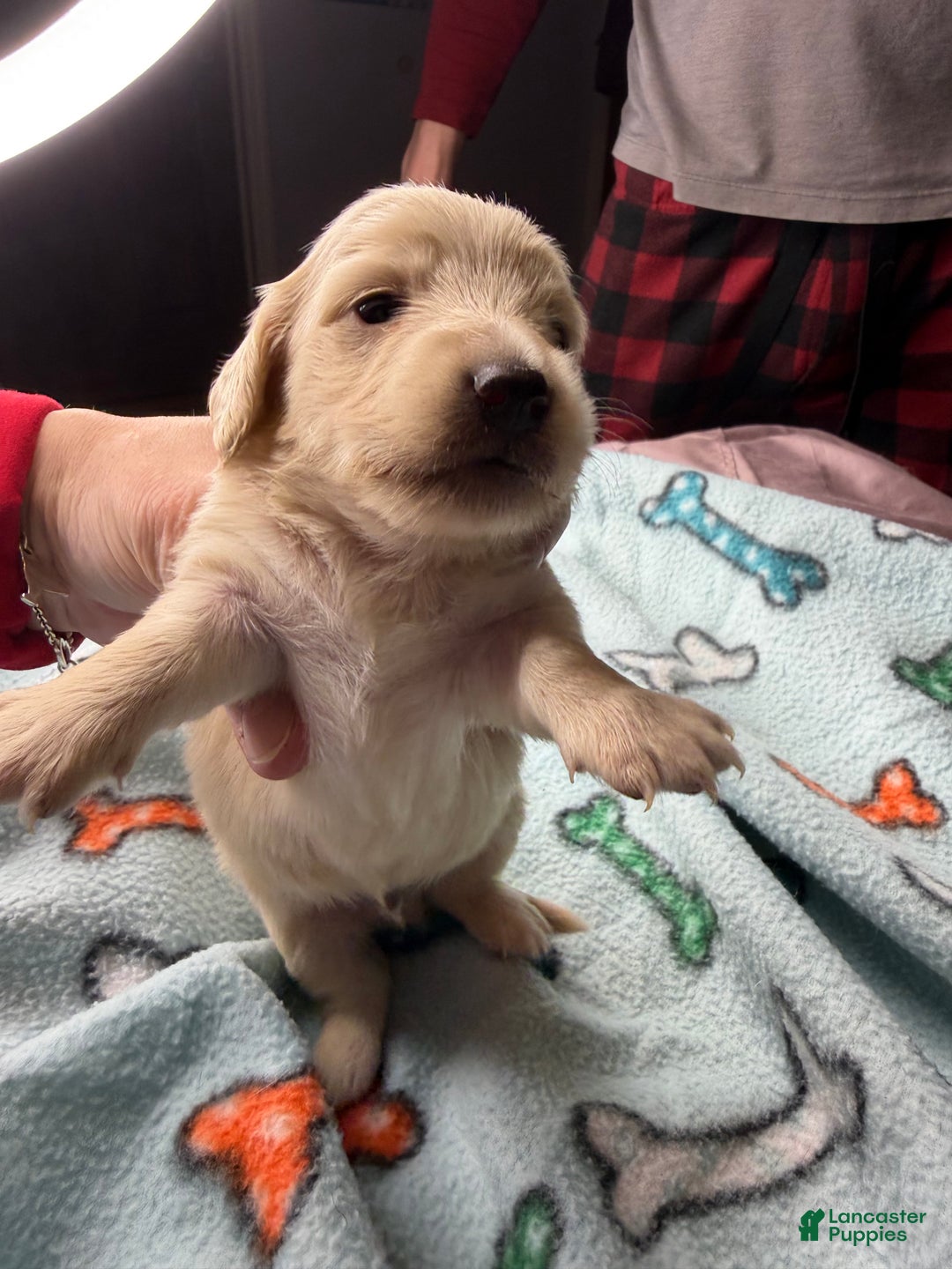 Miniature Dachshund dogs for sale: ee cream - Ad 35