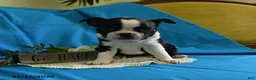 Boston Terrier dogs for sale: Wanitta - Ad 2