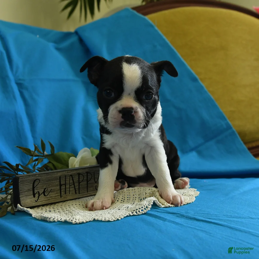 Boston Terrier dogs for sale: Wanitta - Ad 2