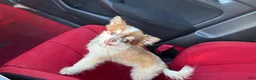 Chihuahua dogs for sale: Chihuahua 1 - Ad 4