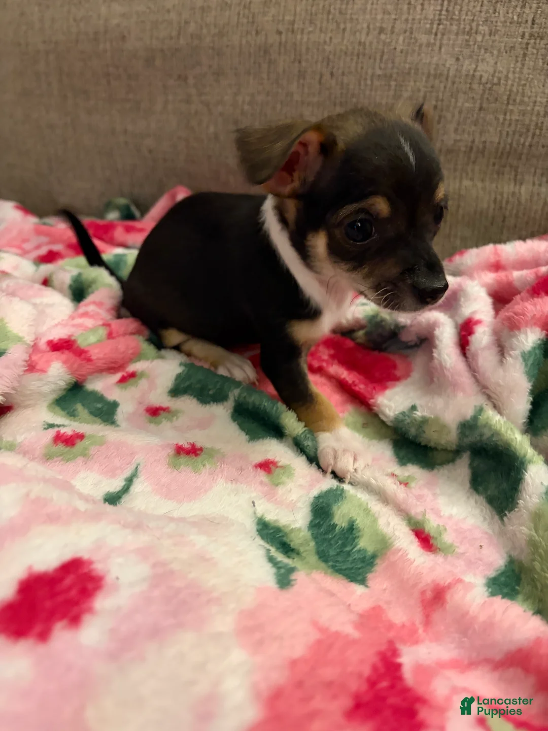 Chihuahua dogs for sale: Chihuahua Puppy 1 - Ad 3