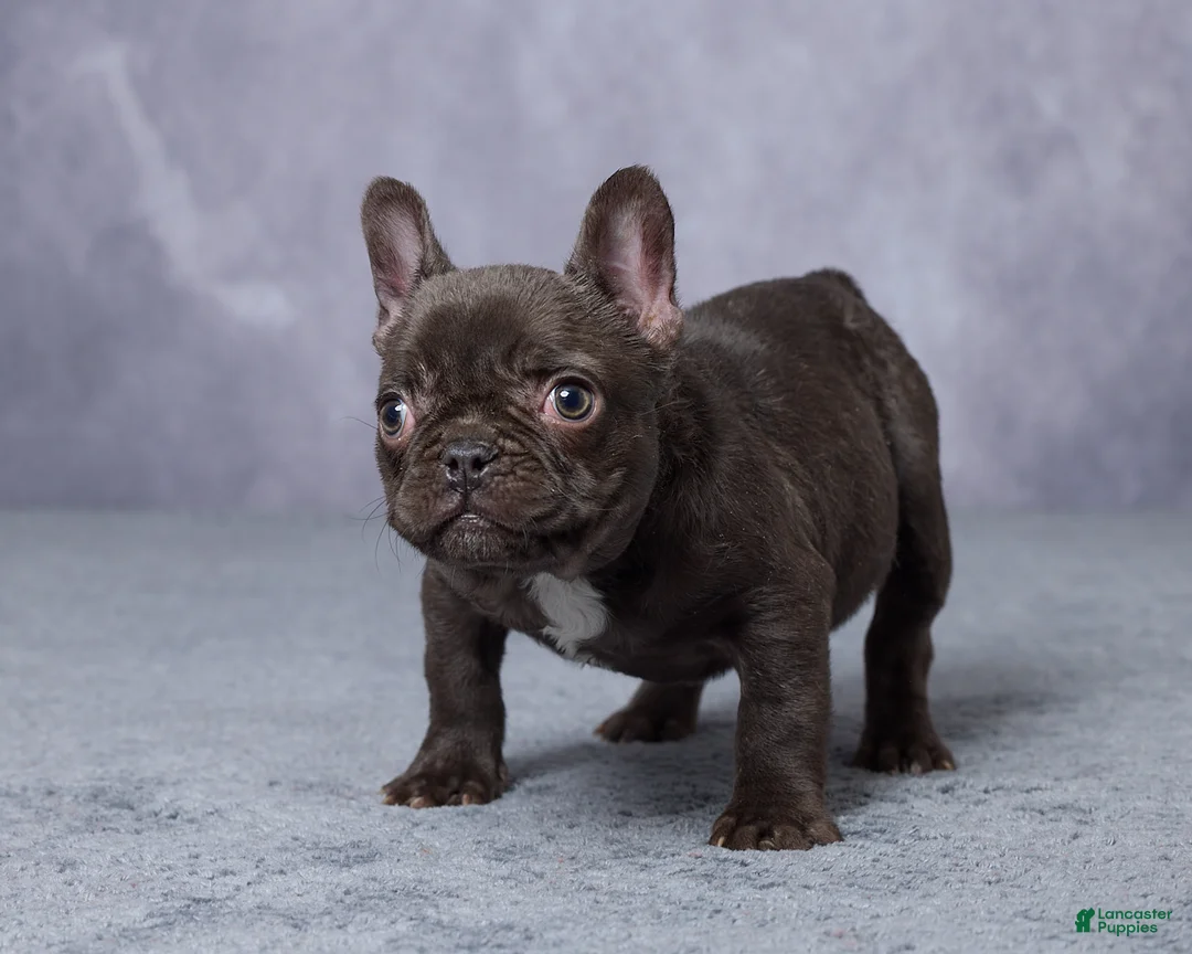 French Bulldog dogs for sale: Chloe - Ad 2