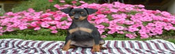 Miniature Pinscher dogs for sale: Bullet - Ad 3