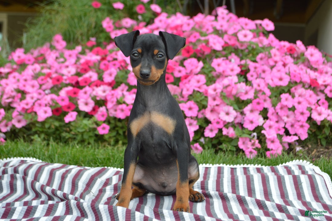Miniature Pinscher dogs for sale: Bullet - Ad 3