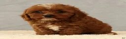 Cavapoo dogs for sale: Lana - Ad 9