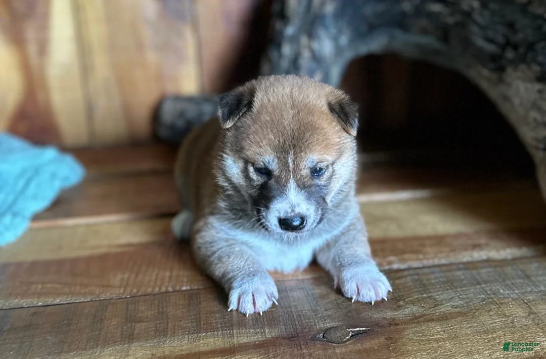Shiba Inu dogs for sale: Shiba Inu Puppy 4 - Ad 2