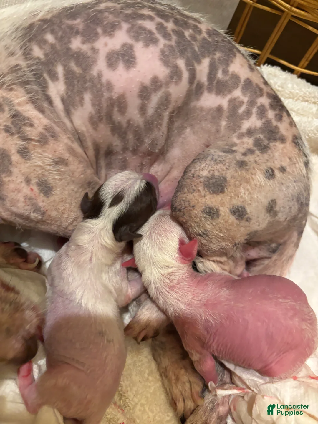 Chihuahua dogs for sale: Pigglett - Ad 2