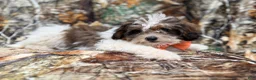 Shihpoo dogs for sale: Dagger - Ad 4