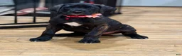 Great Dane dogs for sale: Luna  - Ad 9