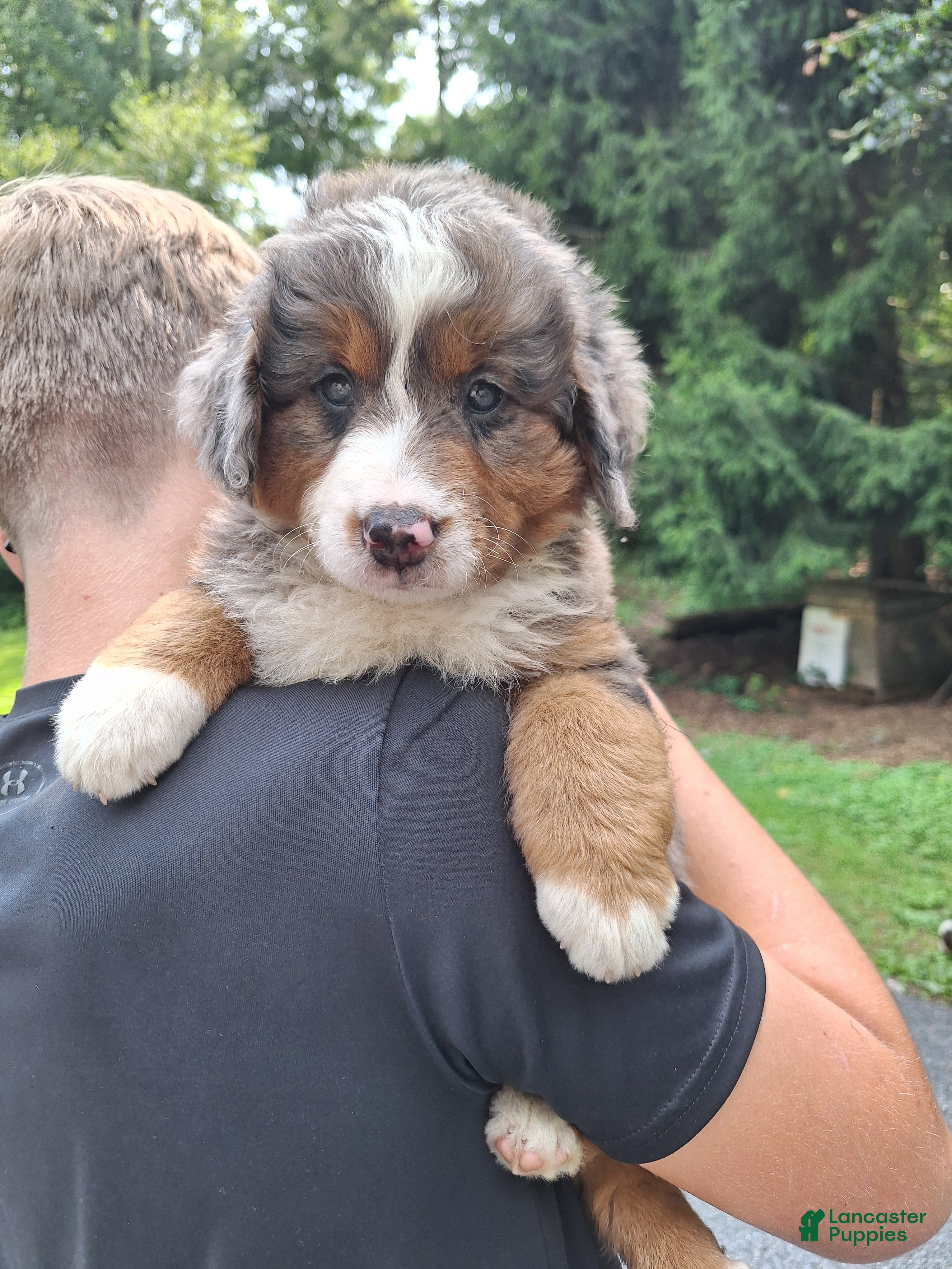 Mini Bernedoodle dogs Breeze - Ad 2