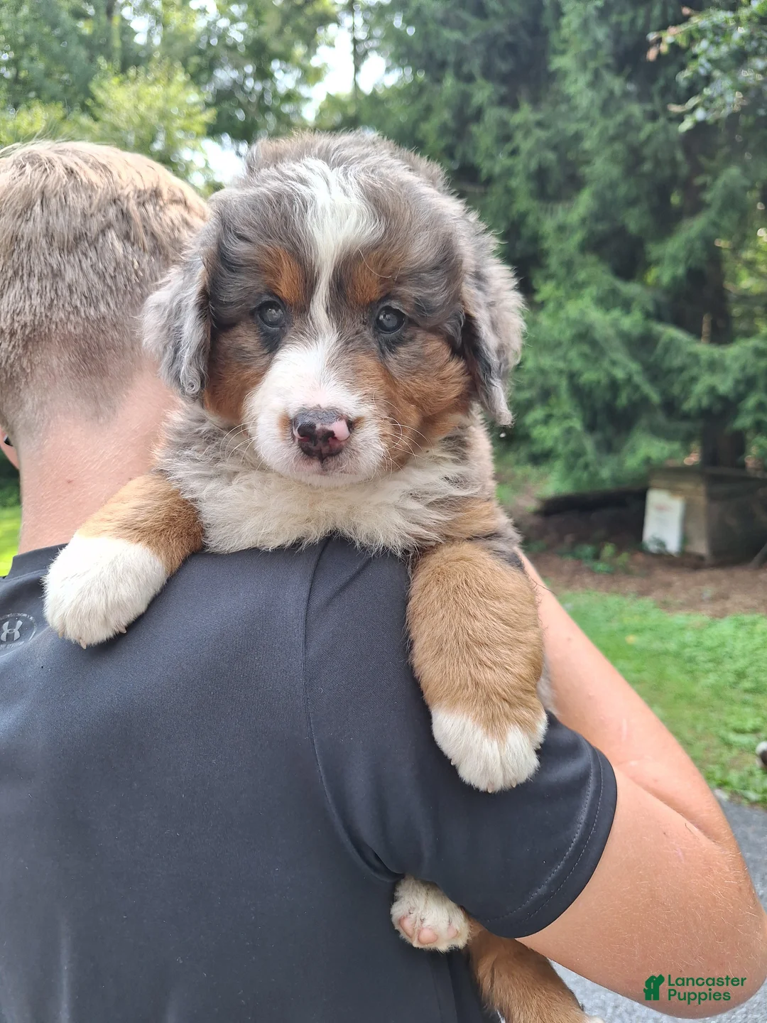 Mini Bernedoodle dogs for sale: Breeze - Ad 2