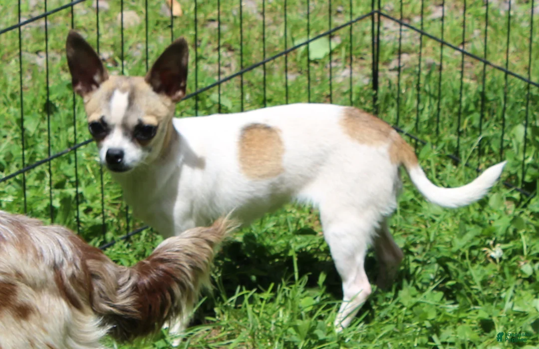 Chihuahua dogs for sale: Sassy - Ad 3