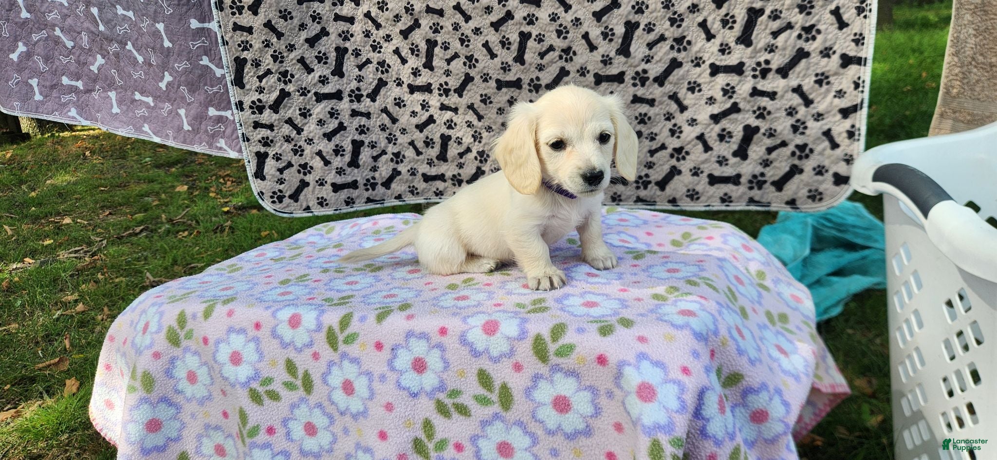 Miniature Dachshund dogs Bloom - Ad 2