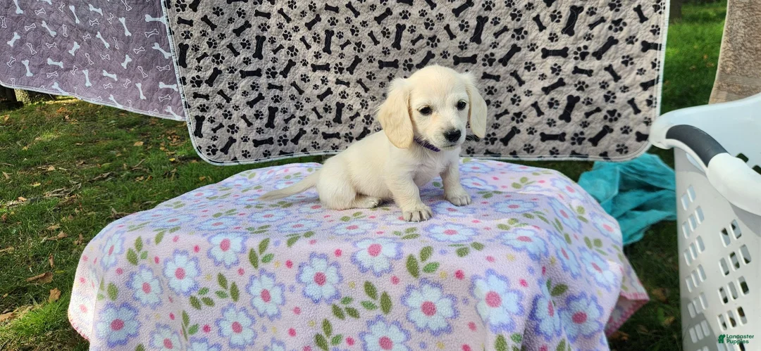 Miniature Dachshund dogs for sale: Bloom - Ad 2