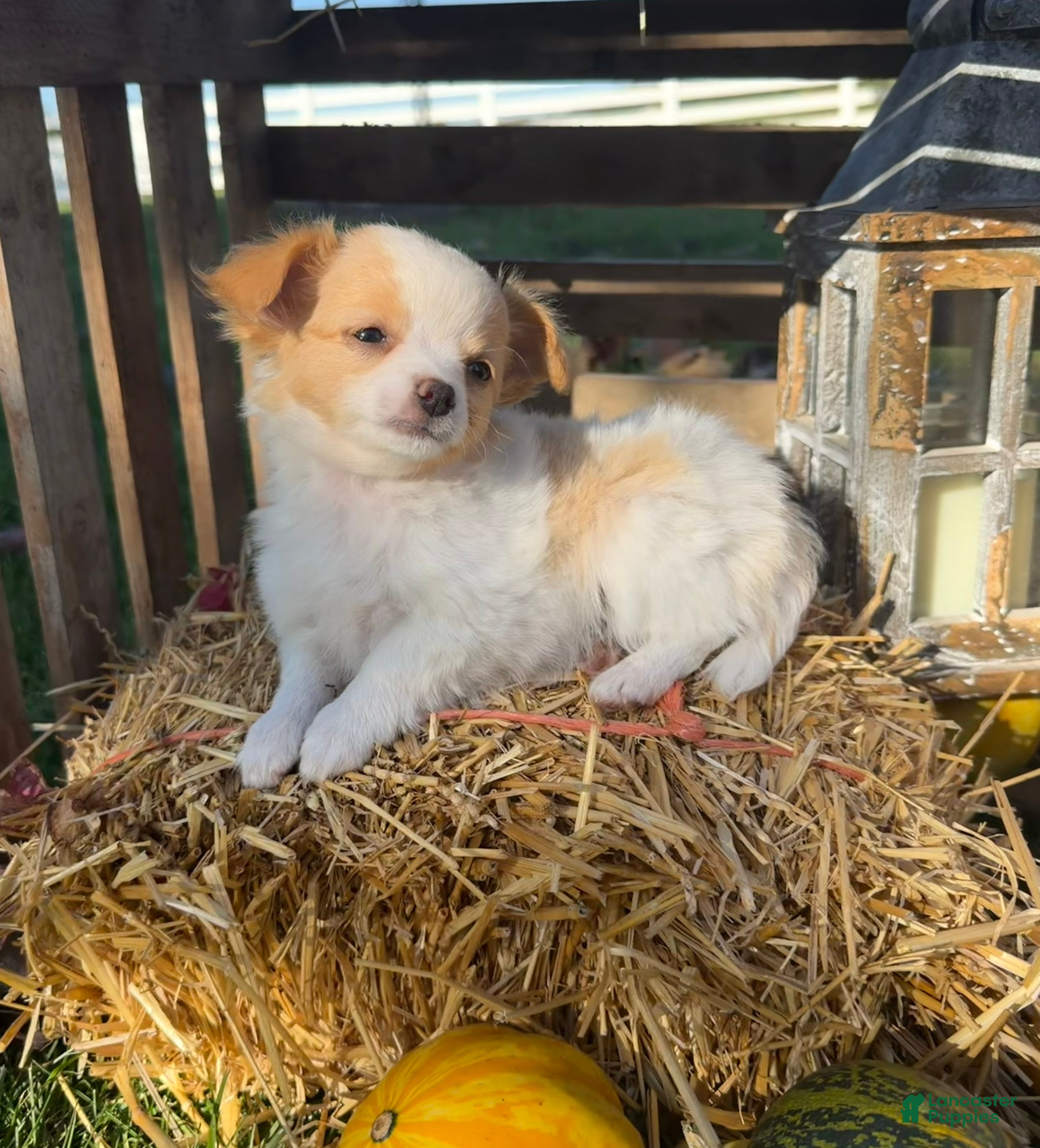 Chihuahua dogs for sale: Addy - Ad 2