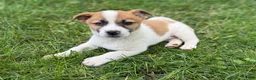 Mixed Breed dogs for sale: Blue - Ad 1