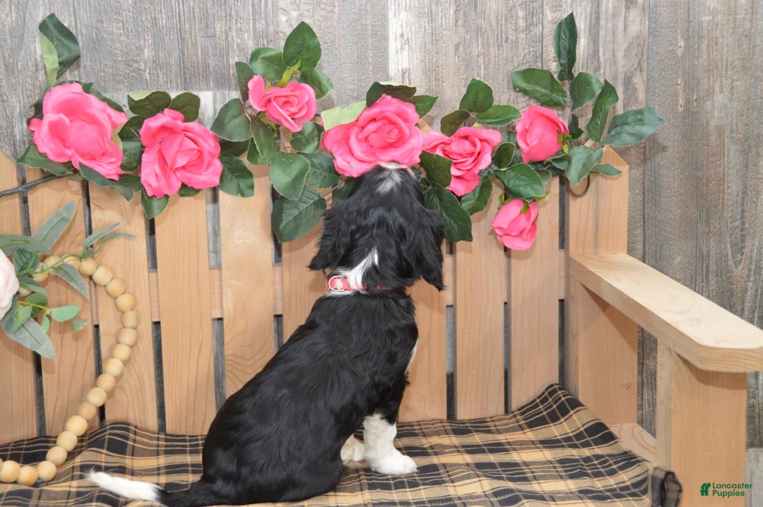 Cavalier King Charles Spaniel dogs for sale: Dorie - Ad 7