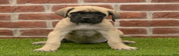 English Mastiff dogs for sale: Polly - Ad 2