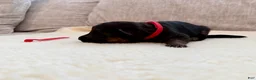 German Shepherd dogs for sale: Red Girl - Ad 1