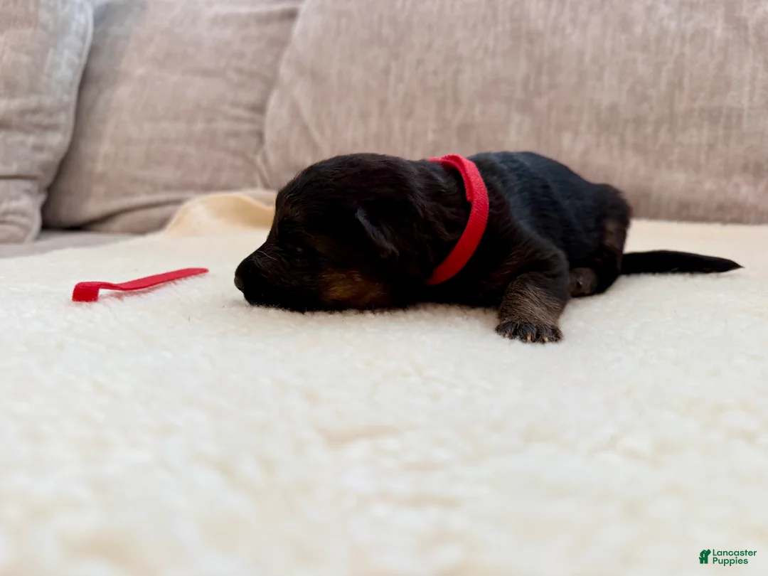 German Shepherd dogs for sale: Red Girl - Ad 1