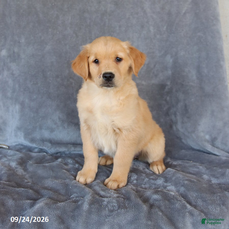 Golden Retriever dogs for sale: Melody - Ad 1