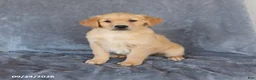 Golden Retriever dogs for sale: Melody - Ad 1