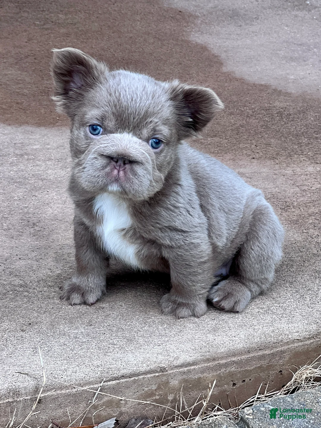 French Bulldog dogs for sale: Truffles Isabella Big Rope Fluffy - Ad 2