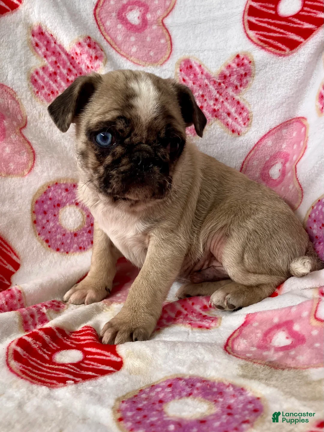 Pug dogs for sale: Chase - Ad 3